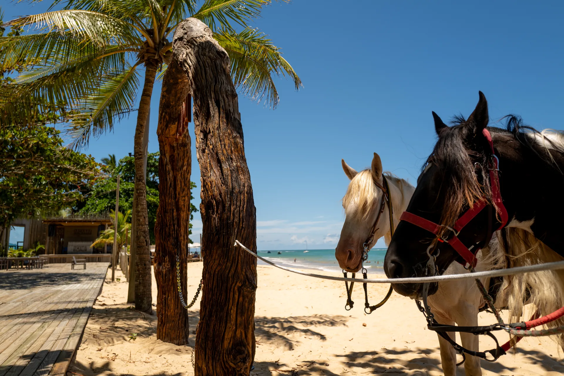 Passeio a cavalo na praia em frente ao Amaia